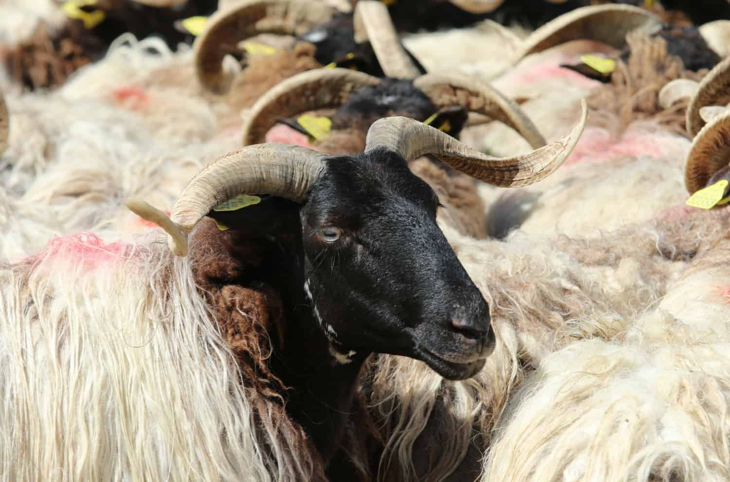 Manech Ewe Will Studd