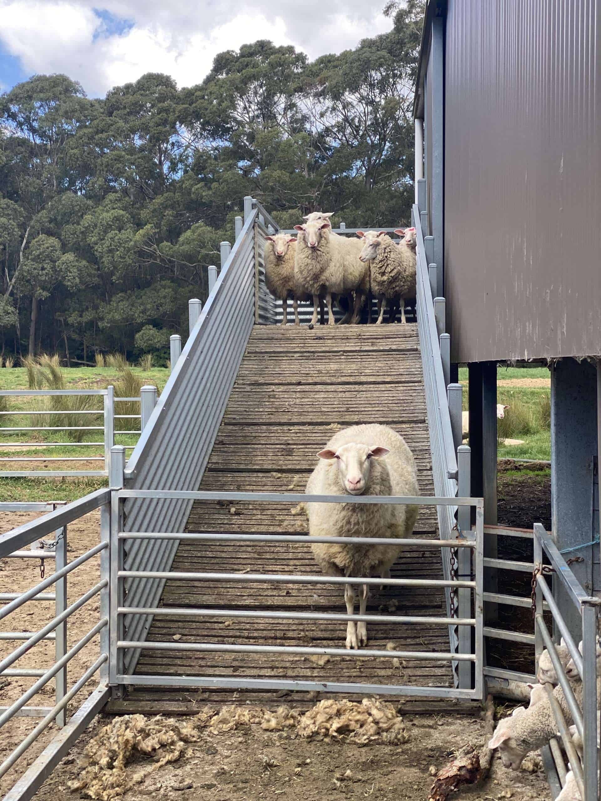 Pecora Dairy Sheep Studd Siblings