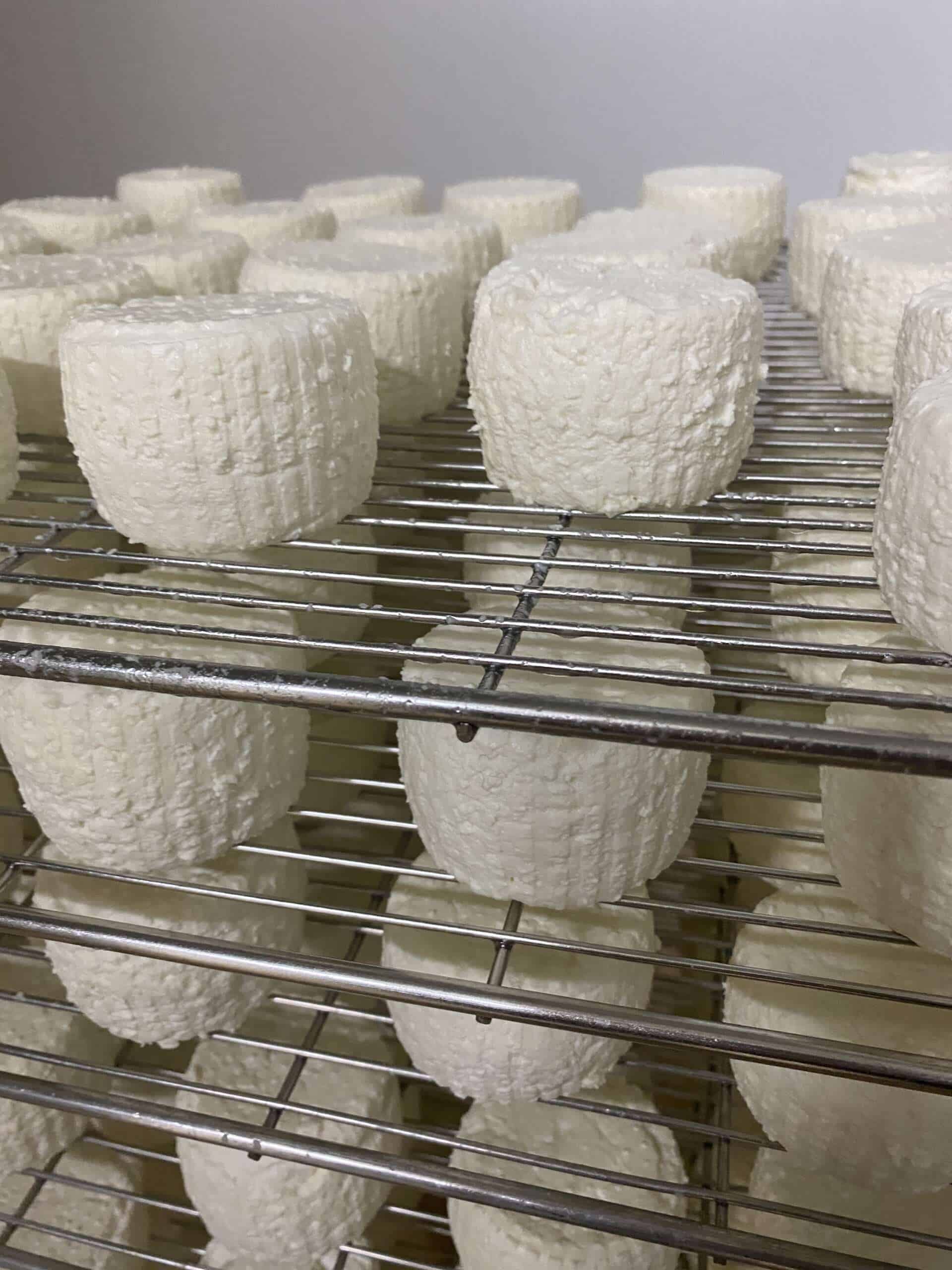 Pecora Sheep Milk Cheese Making Will Studd Scaled