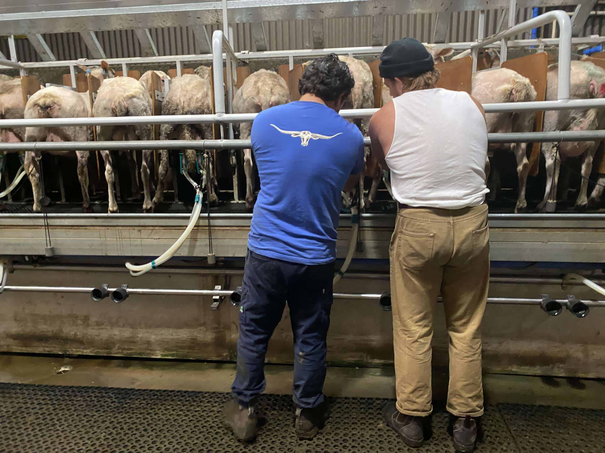Pecora Dairy Studd Siblings