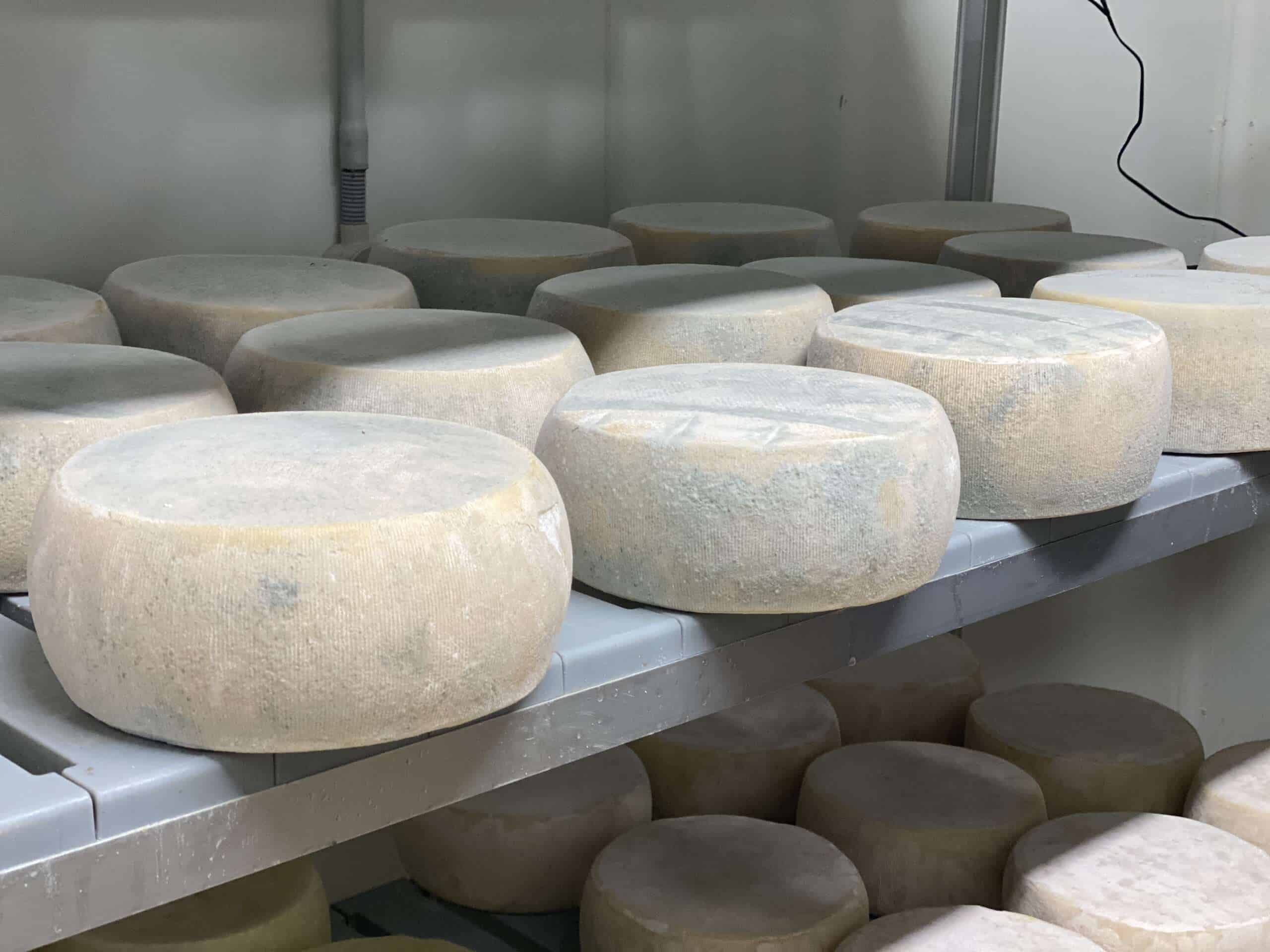 Pecora Dairy Studd Siblings Will Studd Cheese Scaled