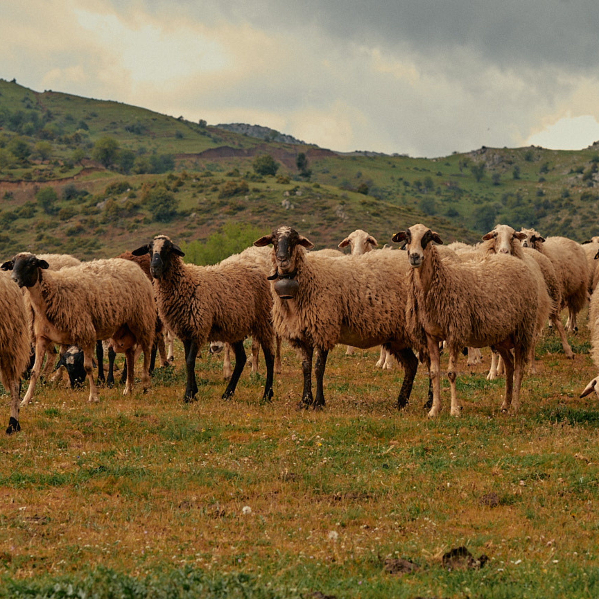 Sheep In Greece