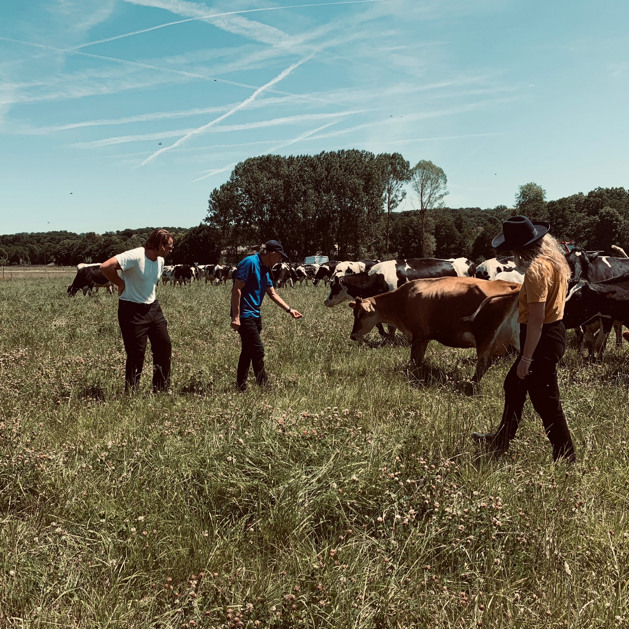 Will Studd Brie Cow Field France