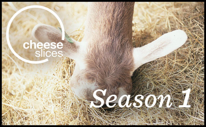 Milk producing French goat feeding with it's head down