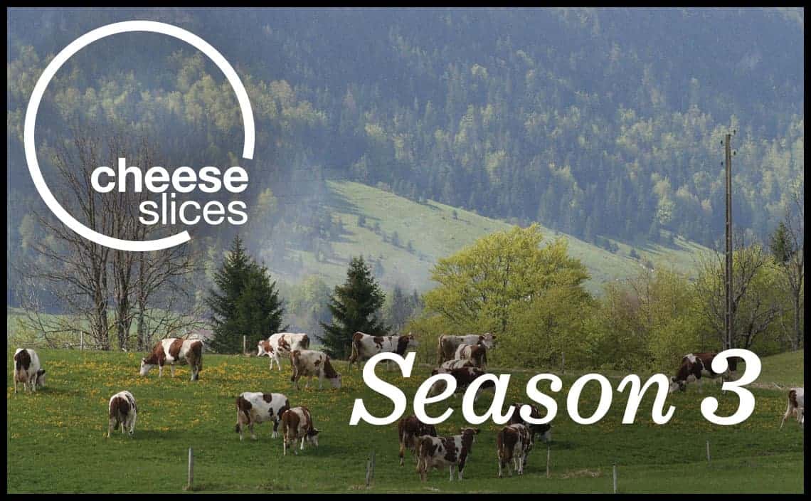 Milk producing cows grazing in a mountain landscape