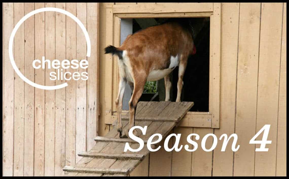 Milk producing goat entering it's barn via a ramp