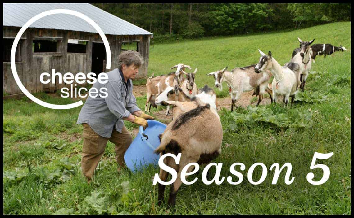 Farmer feeding milk producing goats from a bucket