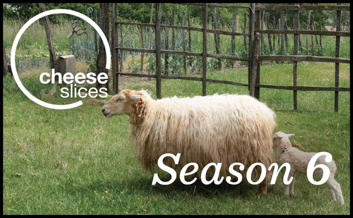 Long haired milk producing sheep with it's lamb
