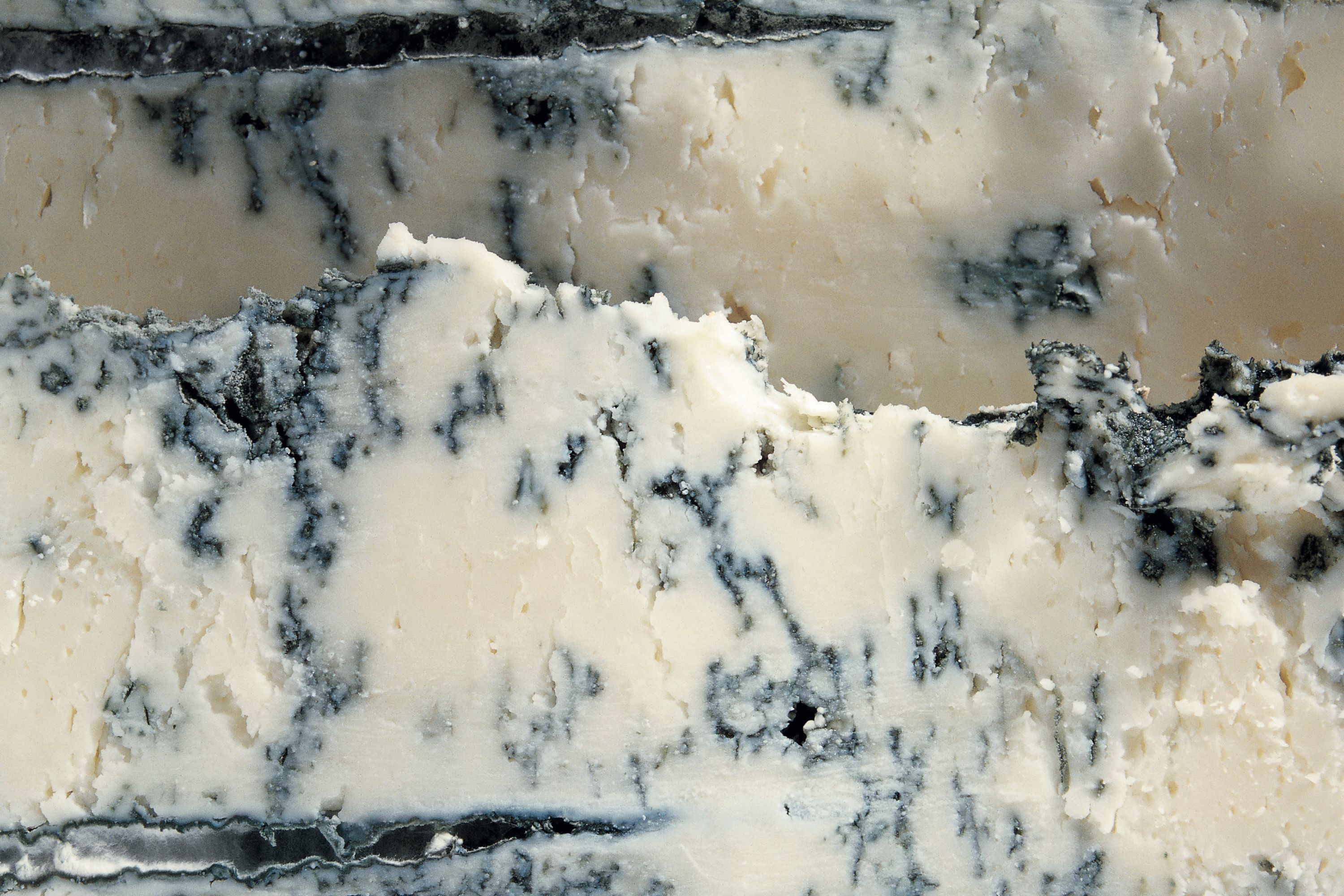 Gorgonzola Will Studd