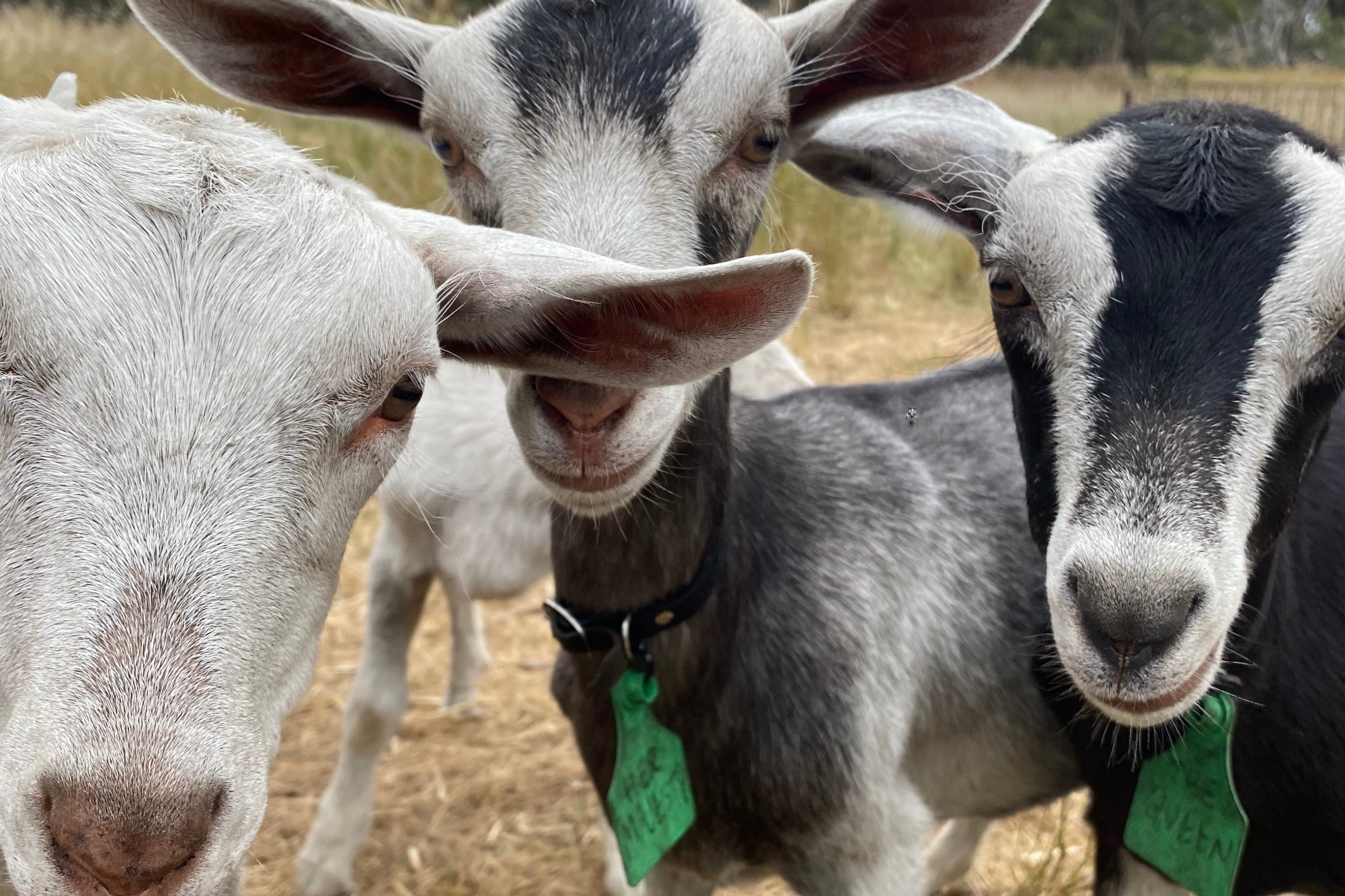Hoy Goat Artisan Cheese Australia17