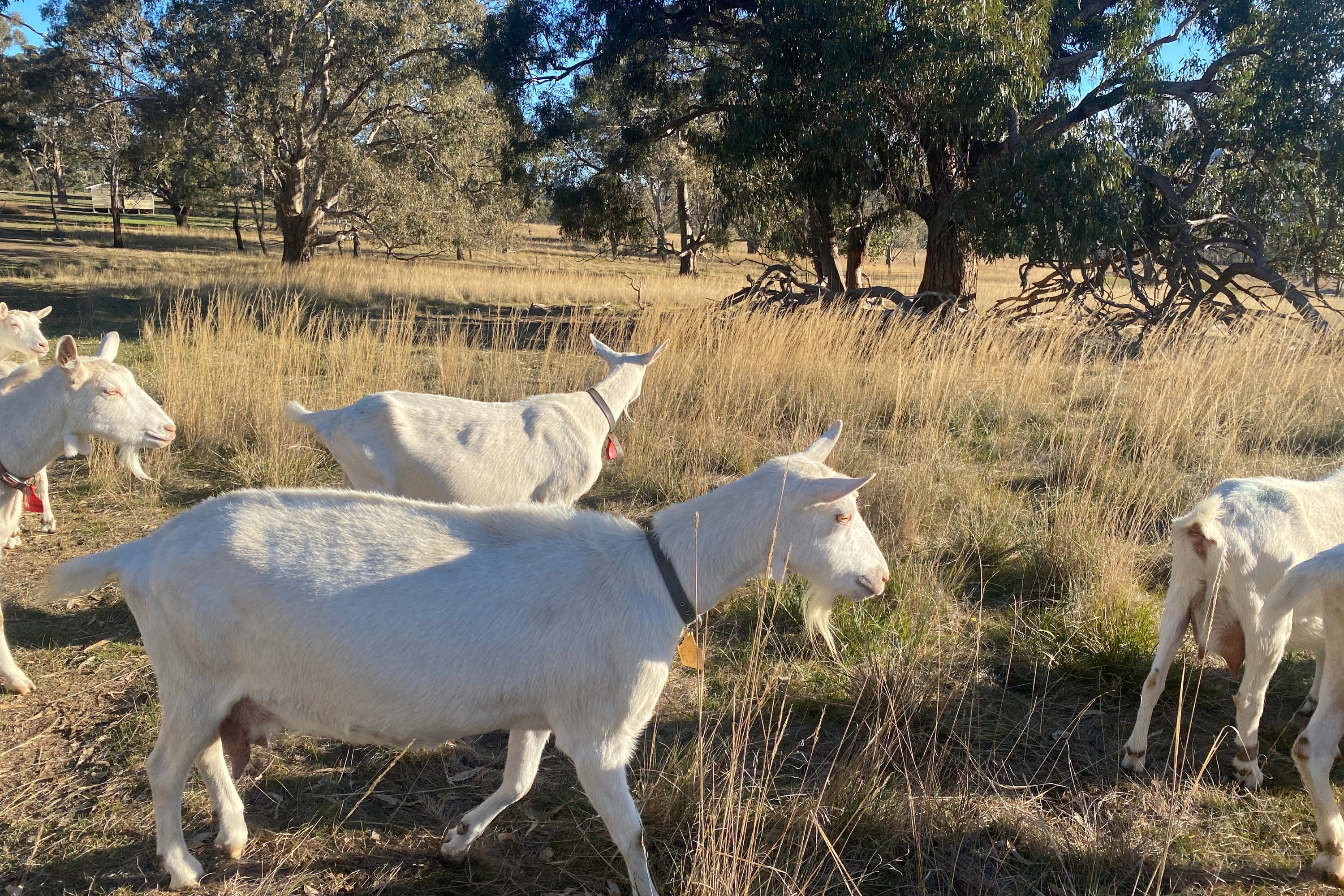 Hoy Goat Artisan Cheese Australia19