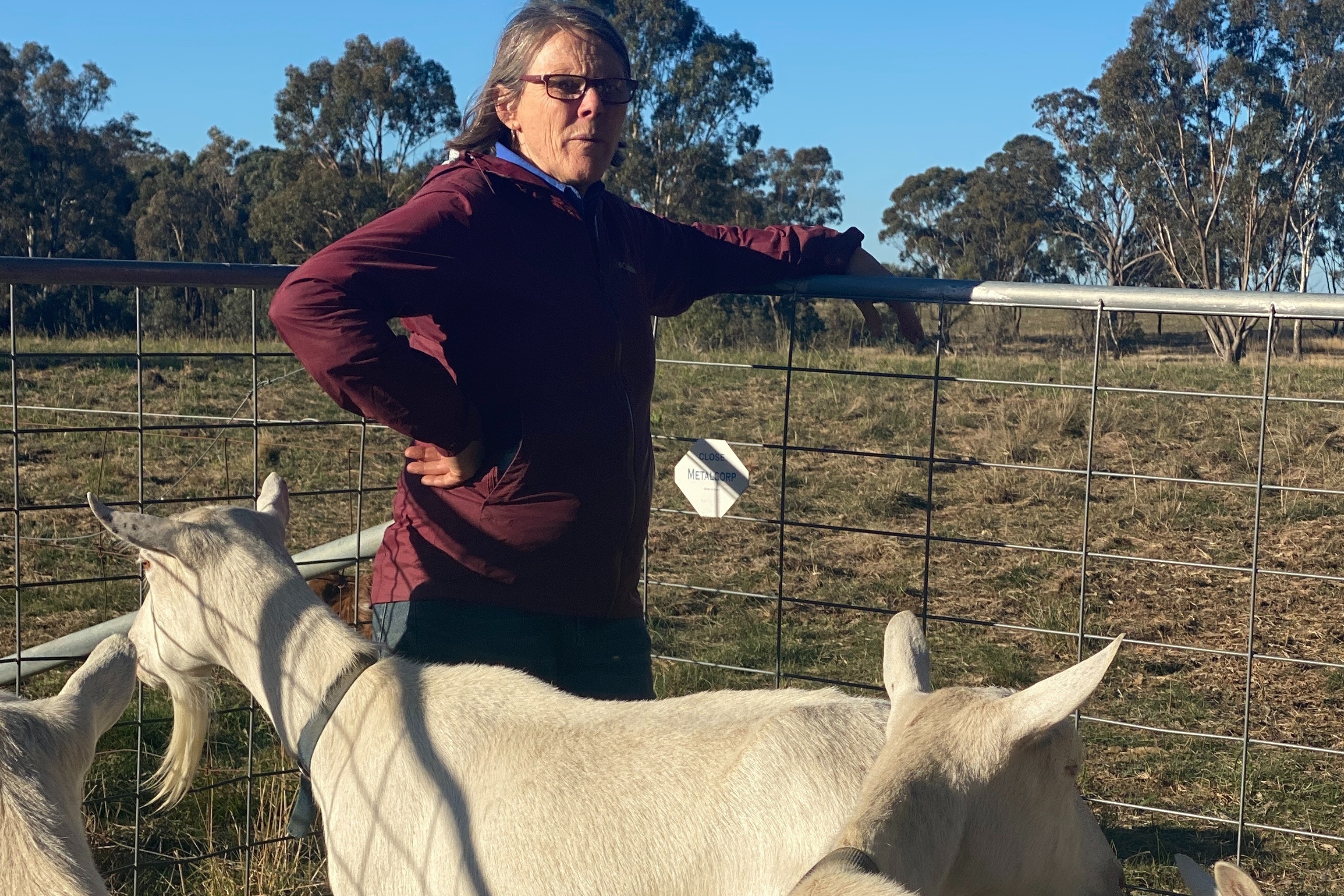 Hoy Goat Artisan Cheese Australia20